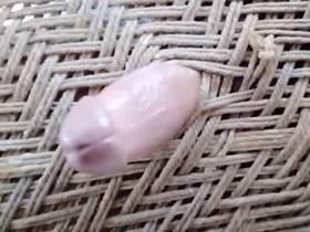 Desi boy's funny masturbation video for girls